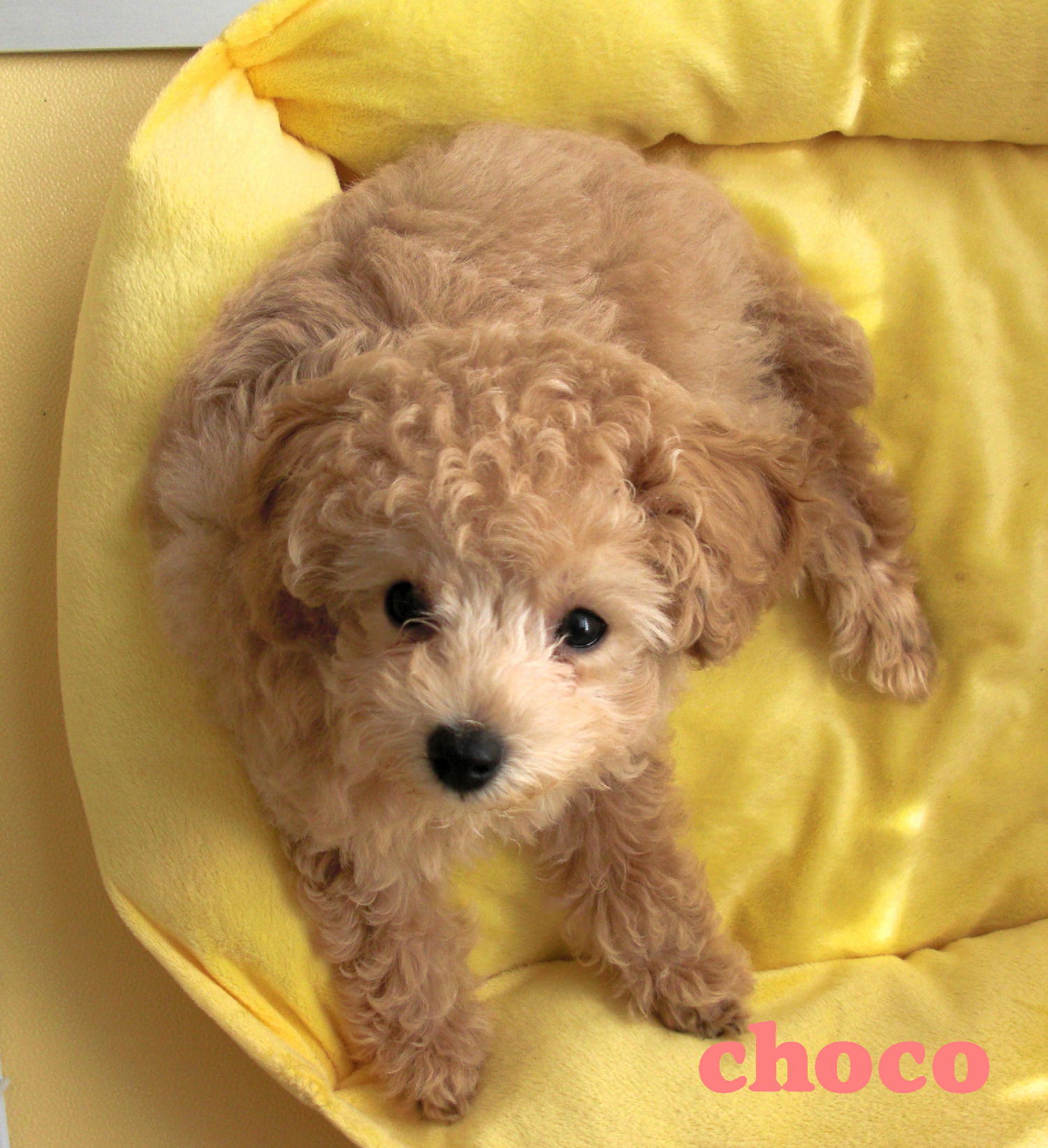 今日のchoco