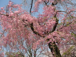 大阪城公園にて。