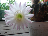 トマト収穫・・・花も咲いてた（＾＾）