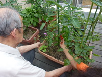 トマト収穫・・・花も咲いてた（＾＾）