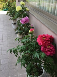 立てば芍薬、座れば牡丹、歩く姿は百合の花