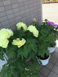 立てば芍薬、座れば牡丹、歩く姿は百合の花