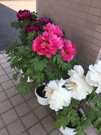 立てば芍薬、座れば牡丹、歩く姿は百合の花