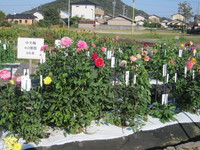 仏生山公園、ダリア見頃♪