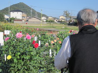 仏生山公園、ダリア見頃♪