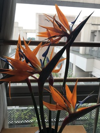 ゴクラクチョウカ