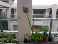 好き花？嫌い花？