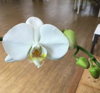 ⭐️高貴な花、蘭も咲く施設⭐️