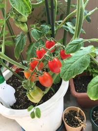 食べ頃です❗️