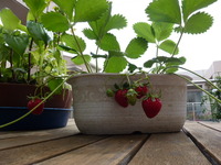 野菜収穫