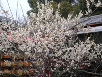 この先には
