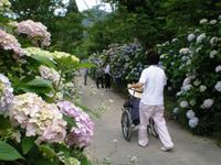 紫陽花道中吃驚仰天