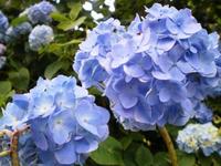 紫陽花道中吃驚仰天