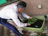 ＧｒｅｅｎカーテンＩＮカメリア
