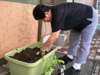ＧｒｅｅｎカーテンＩＮカメリア