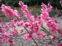 栗林公園
