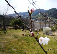 桜が開花しました。