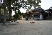 白鳥神社のトラちゃん