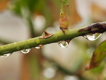 雨あがり後の雫たち
