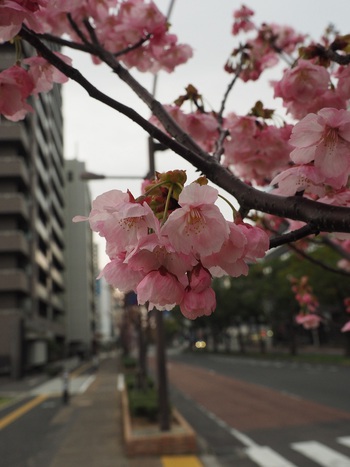 今朝は、曇り空