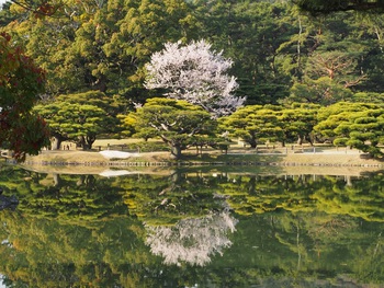今朝の栗林公園の桜
