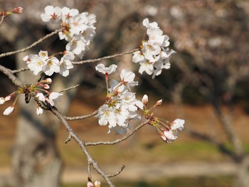 今朝の栗林公園の桜