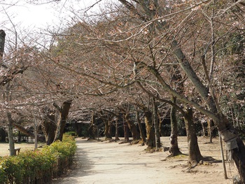 今朝の栗林公園の桜