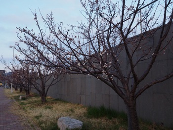 サンポートの桜