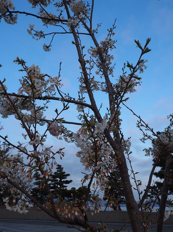 サンポートの桜