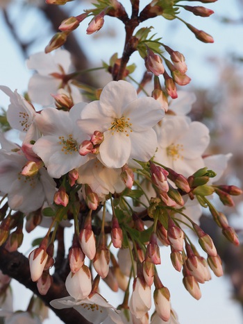 サンポートの桜