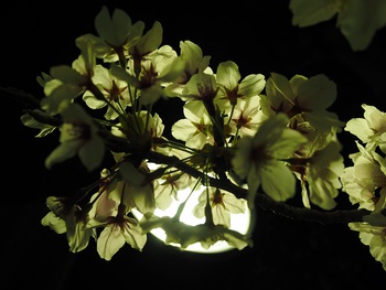 夜桜