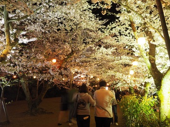 夜桜