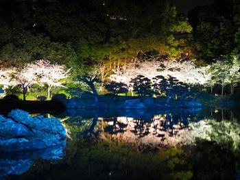 夜桜