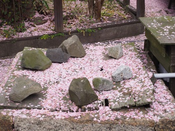 まだまだサクラ