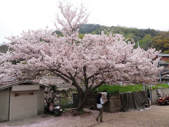 まだまだサクラ