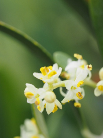 オリーブの花