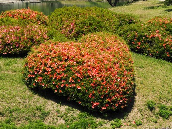 花満開