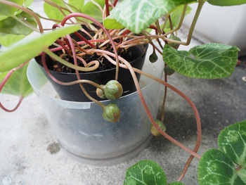 種