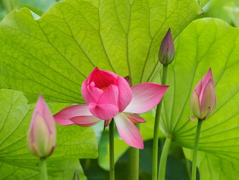 ハスの花が咲き始めました