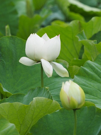 ハスの花が咲き始めました