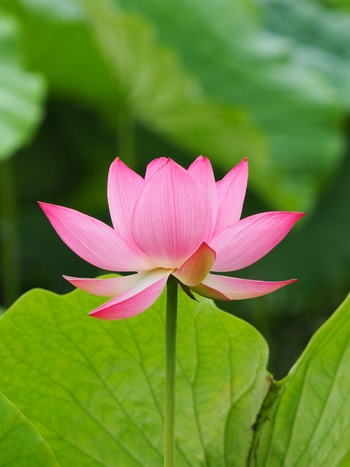 ハスの花が咲き始めました