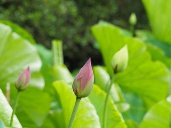 ハスの花が咲き始めました