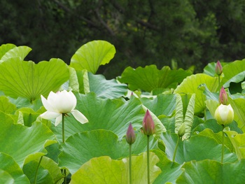 ハスの花が咲き始めました