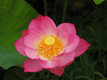 ハスの花が咲き始めました