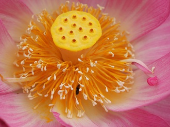 ハスの花が咲き始めました