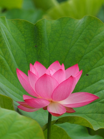 ハスの花が咲き始めました
