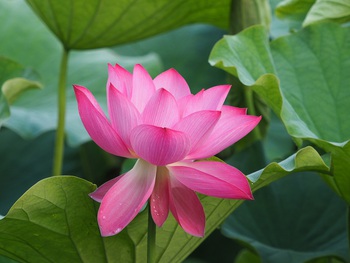 栗林公園のハスの花