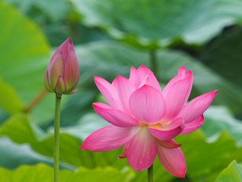 栗林公園のハスの花