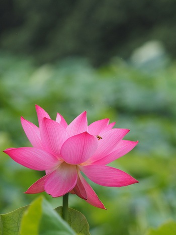 栗林公園のハスの花