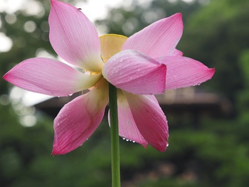 栗林公園のハスの花